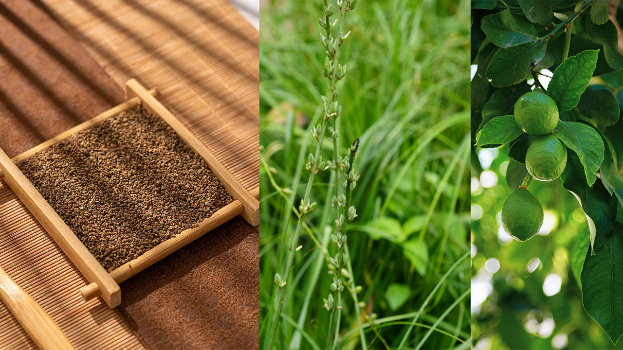 EneAnti KOCHIA-植物.jpg