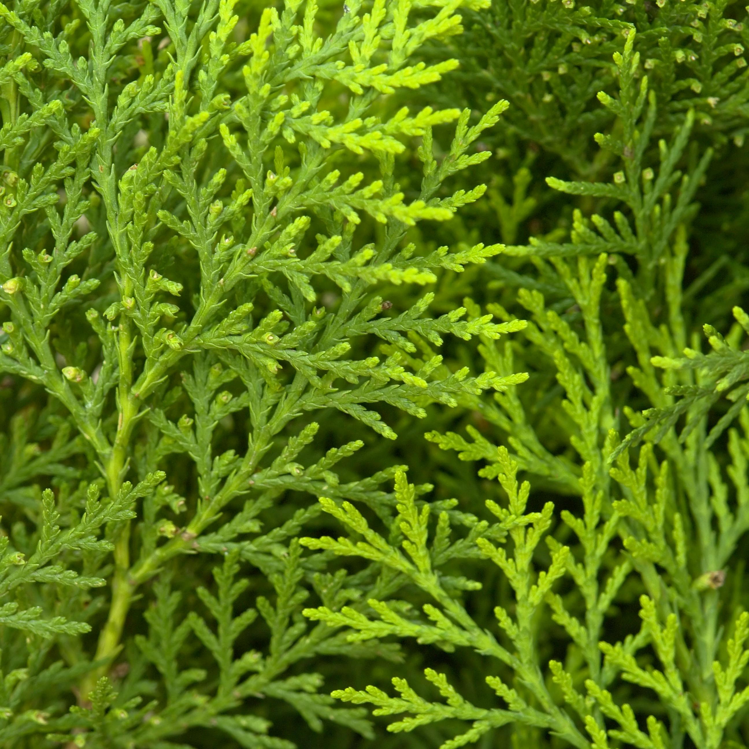 EneRestore® Thuja Orientalis