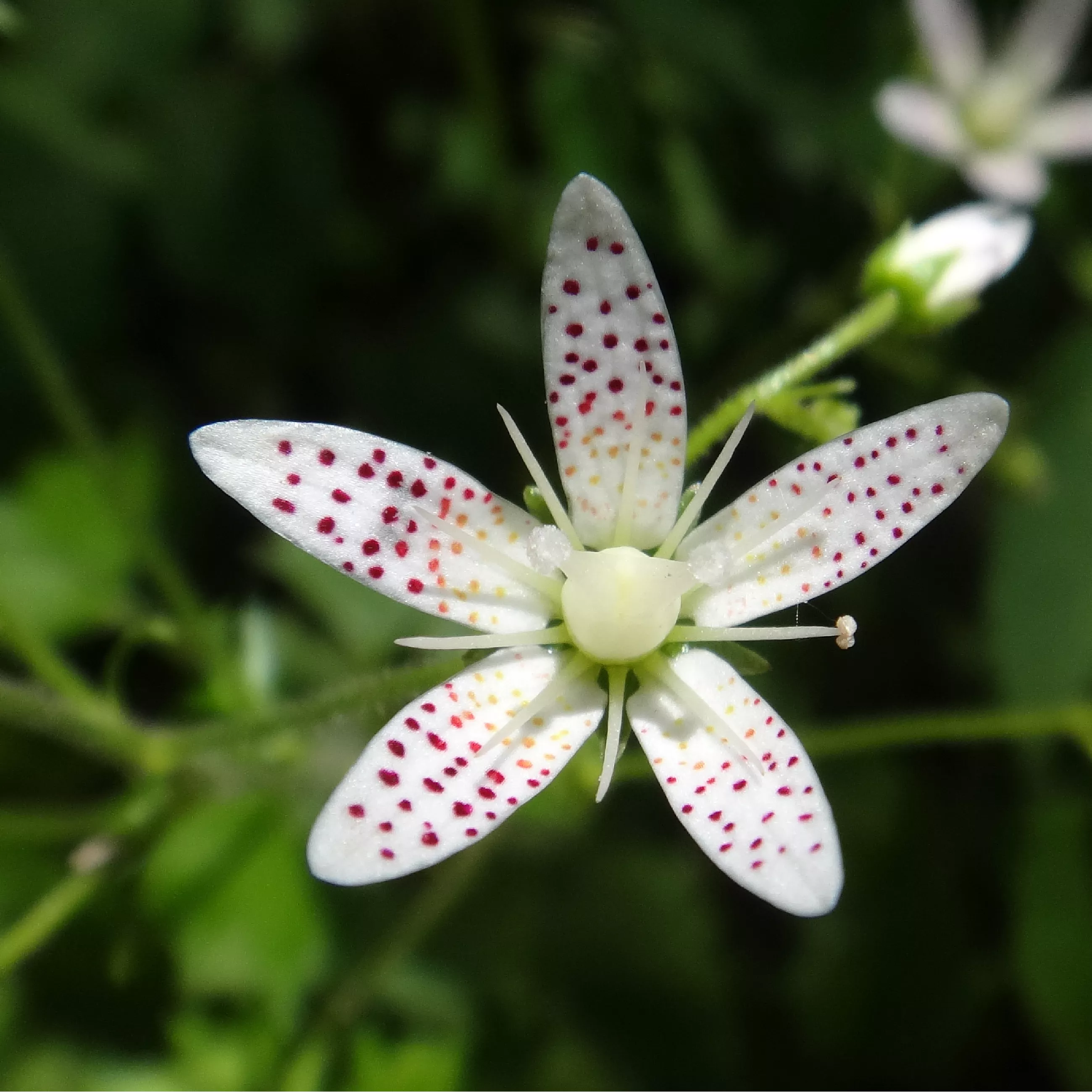 EneScalp® SWERTIA CHIRATA